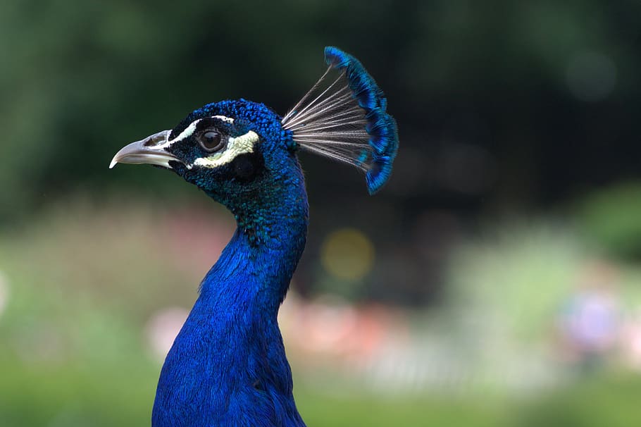pavão, cabeça, pássaro, azul, pena, plumagem, iridescente, colorido, natureza, bico