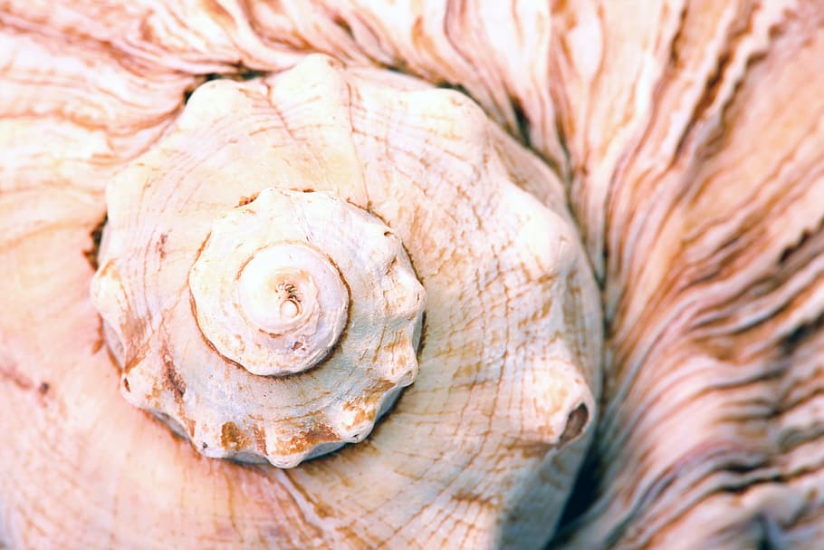 seashell, shell, shellfish, spiral, background, detail, macro, marine, mollusk, natural