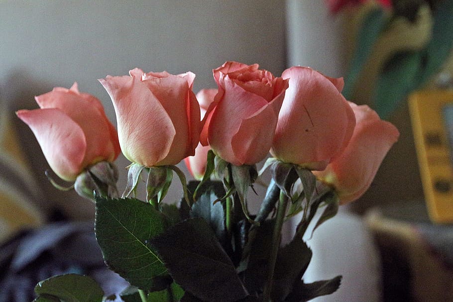 setengah lusin dipotong, pink, mawar, vas, di dalam, rumah., gambar bunga, gambar mawar, foto mawar, gambar mawar merah muda