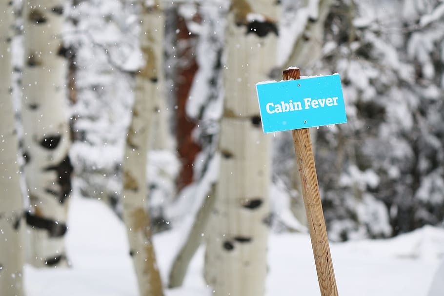 snow, winter, signage, trunk, adventure, view, bokeh, wood, travel, white
