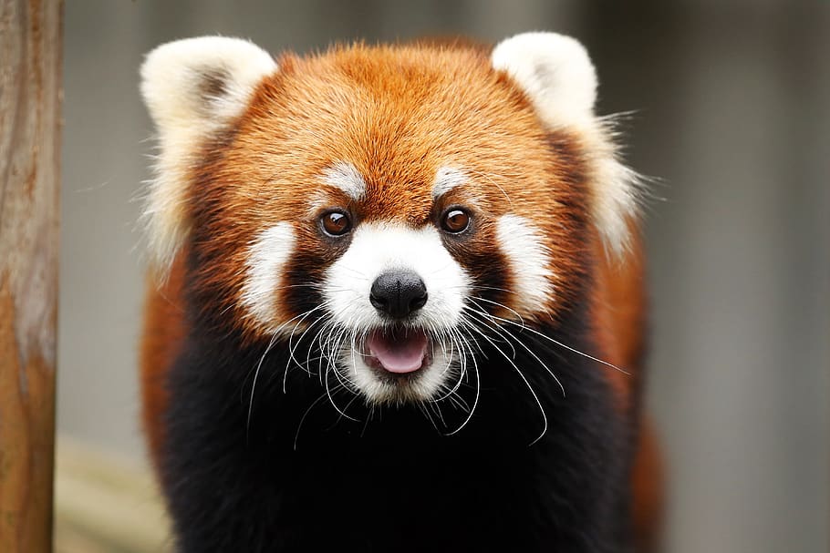panda vermelho, animal, fofo, animais selvagens, onívoros · herbívoros, vermelho, mamíferos, jardim zoológico, um animal, temas animais