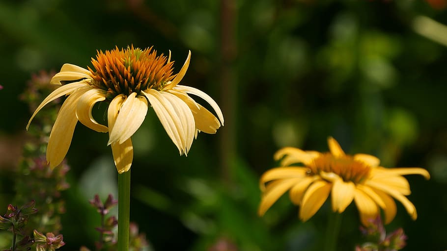 closeup, shot, yellow, coneflower flower, another, background., echinacea, coneflower, cone flower, tanaman echinacea