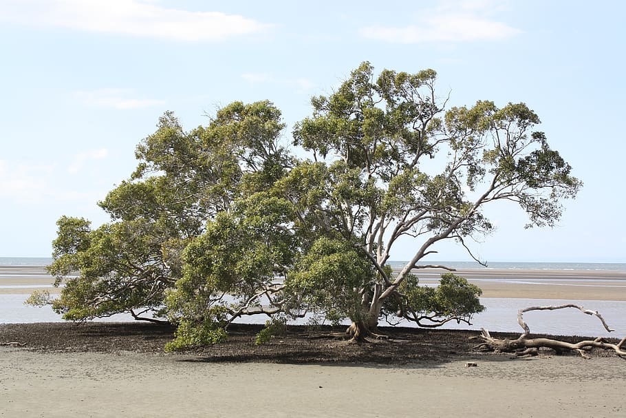grey mangrove tree, moreton bay, nudgee, brisbane, australia, mangrove, pneumatophores, sand, beach, sea