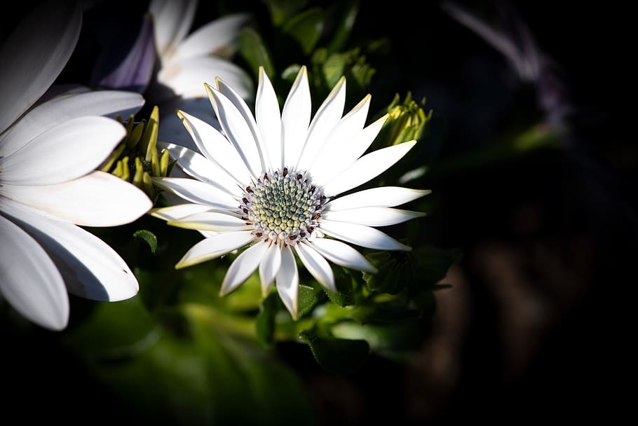 cape daisies, flowers, white, garden, in the garden, spring, close up, bloom, flora, nature