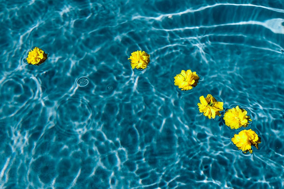 pequeño, amarillo, flores, flotante, piscina, día, verano, agua, flor, flora