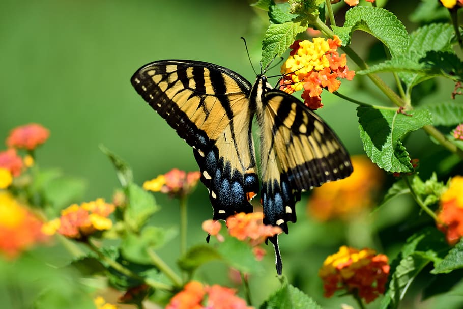 butterfly, nature, insect, yellow, flower, swallowtail, wildlife, wings, delicate, natural