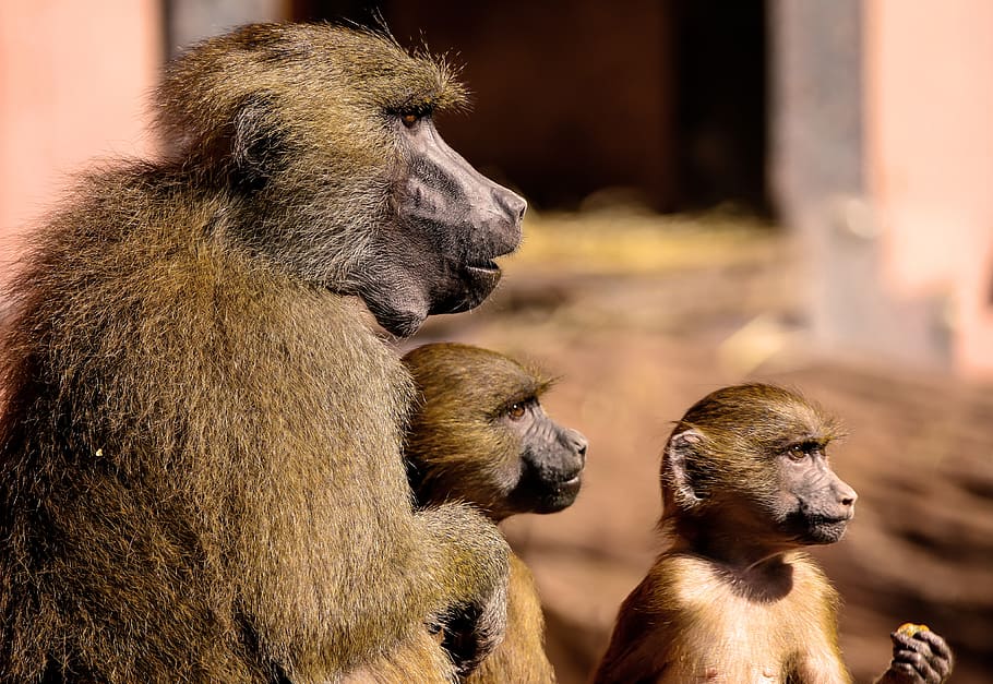animal, mono, babuino, babuino esfinge, familia, novias, sentarse, cohesión, grupo, comunidad