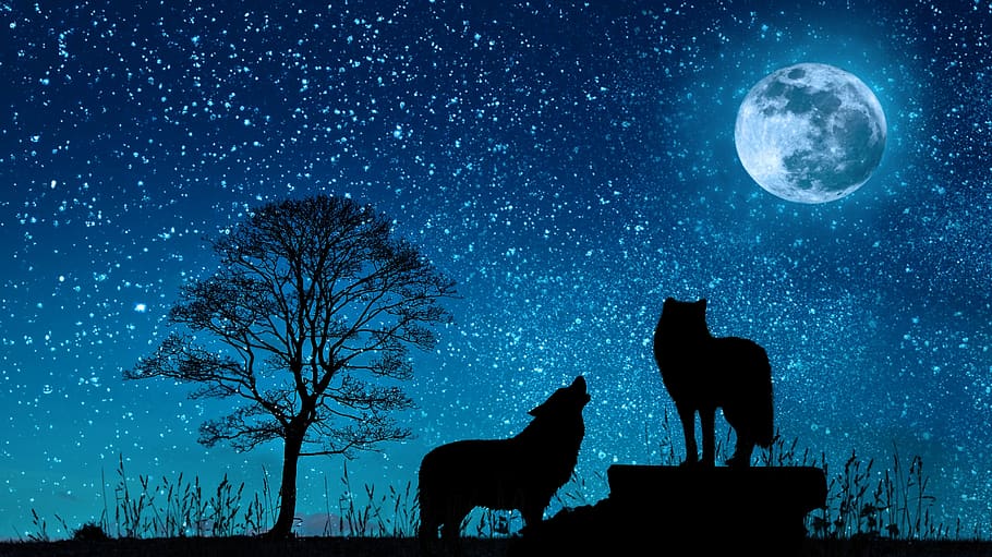 langit, gelap, malam, bulan, sinar bulan, serigala, pohon, raungan, animasi, photoshop