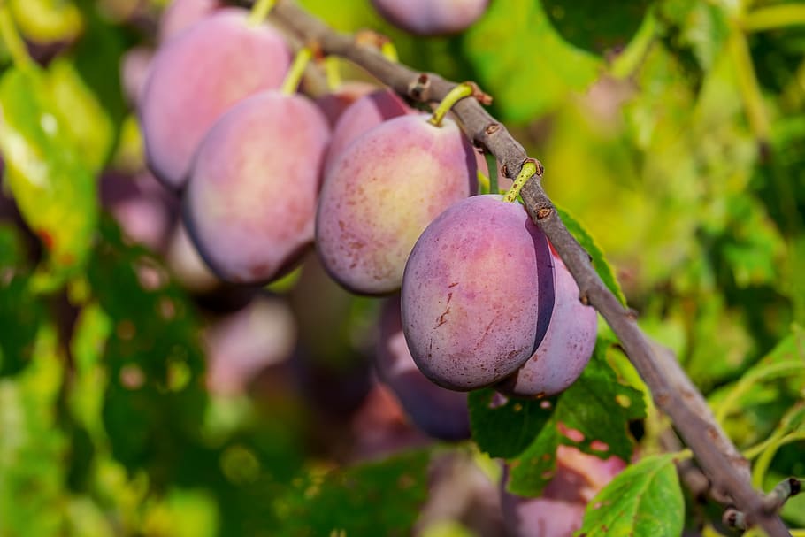 plums, plum tree, fruit, fruits, immature, fruit tree, branch, food and drink, food, freshness