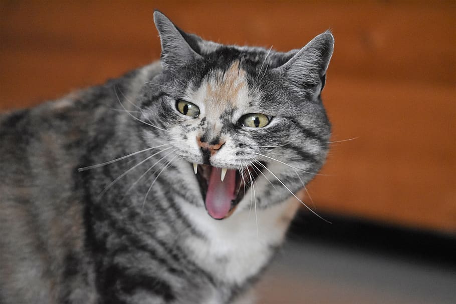 cat, yawns, laughs, domestic cat, mieze, funny, hide nose, animal themes, animal, domestic