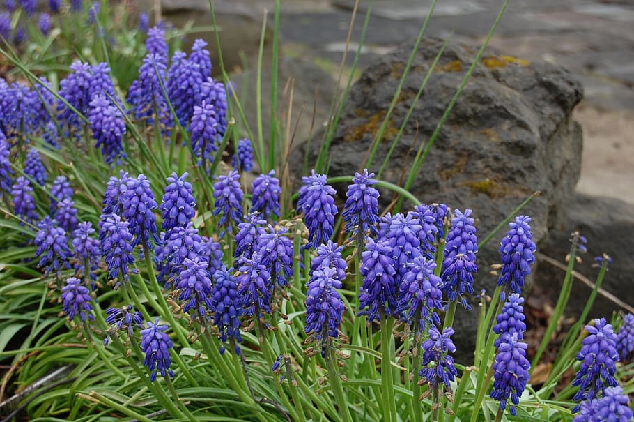 muscari, flowers, blue, spring, garden, flower, purple, flowering plant, plant, fragility