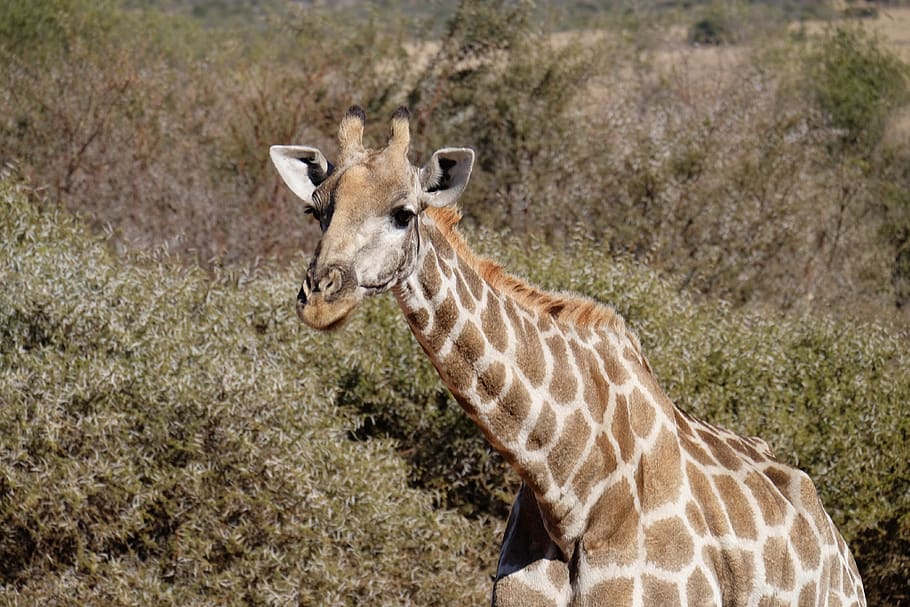 giraffe, south africa, kruger national park, animal wildlife, animals in the wild, animal themes, animal, mammal, one animal, safari