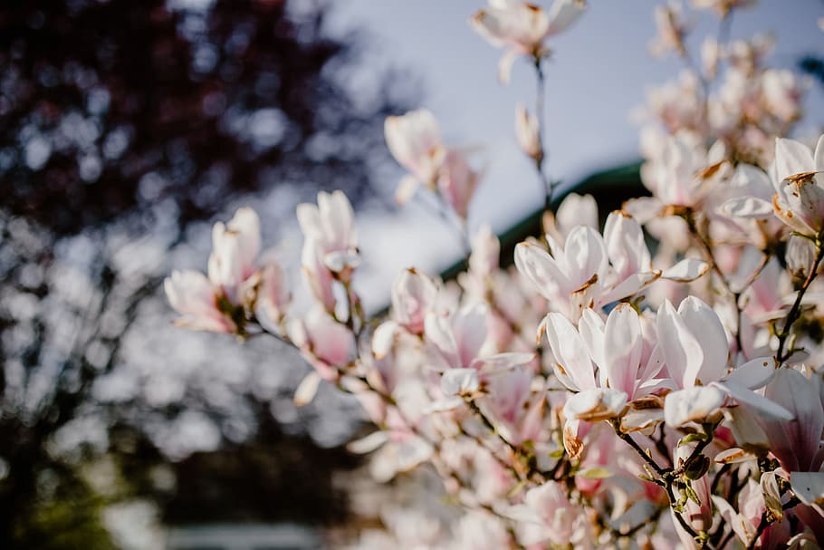 pohon magnolia, mekar, bunga, taman, indah, pink, musim semi, april, botani, magnolia