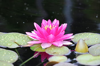 Página 4 | Fotos flores de lirio de lluvia libres de regalías | Pxfuel