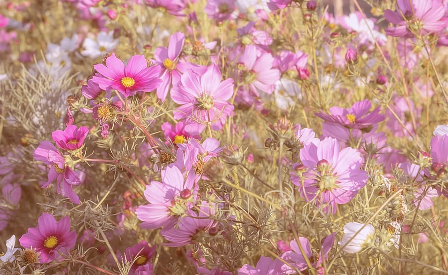 cosmea, flowers, bloom, nature, flower meadow, blossom, pink, cosmos, plant, composites