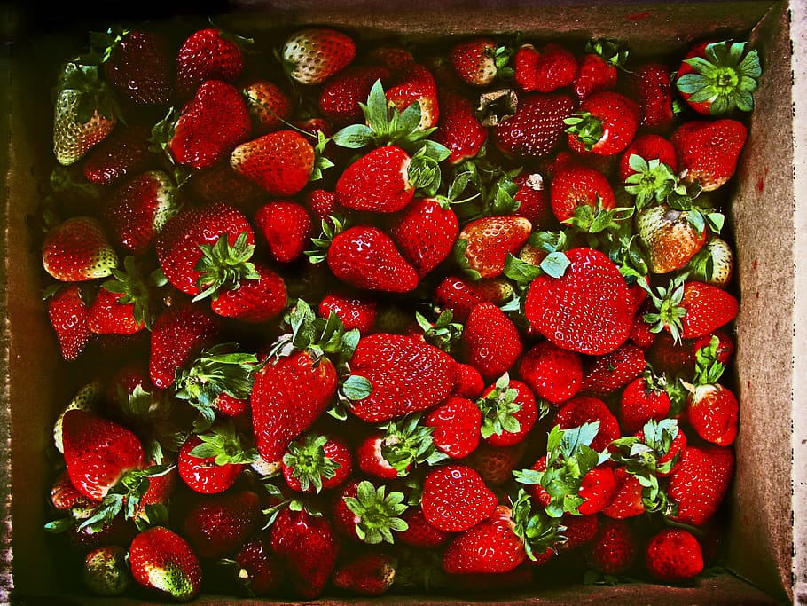 strawberries, berries, berry, fresh, green, red, strawberry, berry fruit, food and drink, food