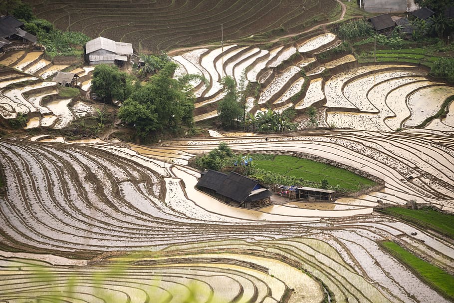 blind stretch comb, lao cai, water, vietnam, rice, season, the field, asia, step, agriculture