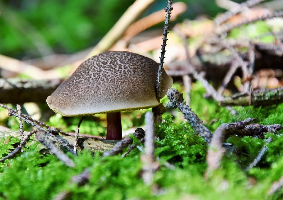 rotfußröhrling, cogumelo, chapéu, chão da floresta, terreno, comestível, filial, piso, floresta, fungo