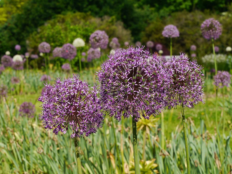purple, allium flowers, bloom, garden., allium, allium plant, allium giganteum, ornamental onion, leek, allium scorodoprasum