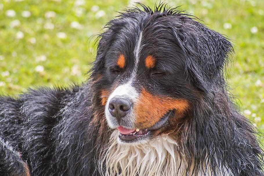 Bernese mountain dog, anjing, hewan, hewan peliharaan, alam, sayang, baik, lucu, mamalia, satu binatang