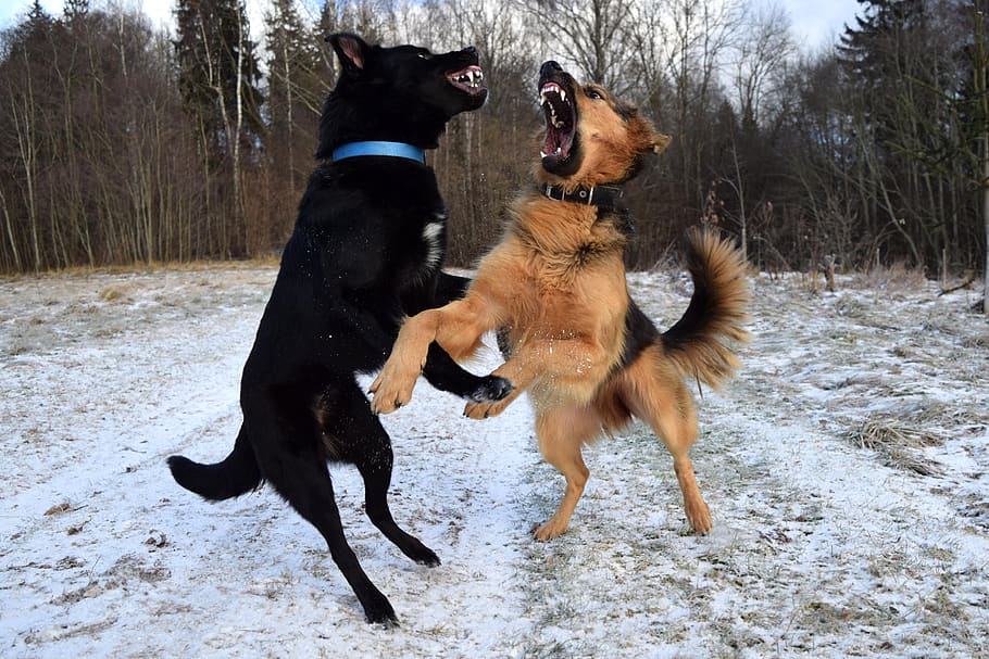 dogs, dogs playing, fight, friendship, together, fighting, pet, canine, aggression, playful