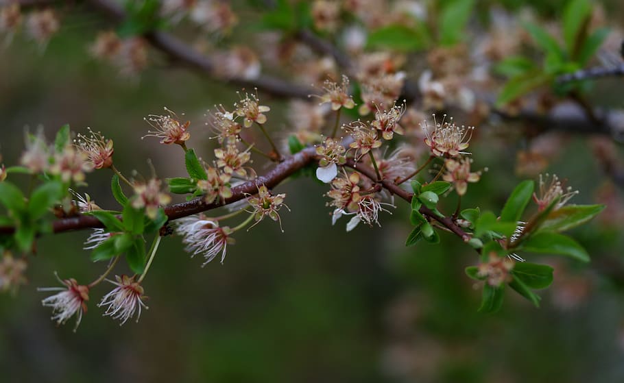 flores, marchito, casey, cenador, primavera, planta, naturaleza, colorante, crecimiento, belleza en la naturaleza