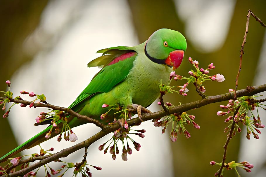 rose ringed parakeet, bird, animal, exotic, wildlife, beak, feather, plumage, perched, branch