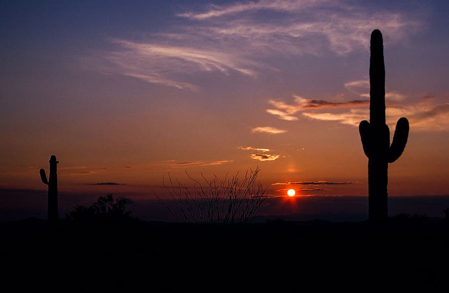 sunset, saguaro cactus, seen, foreground, arizona, beautiful, cactus, clouds, desert, landscape