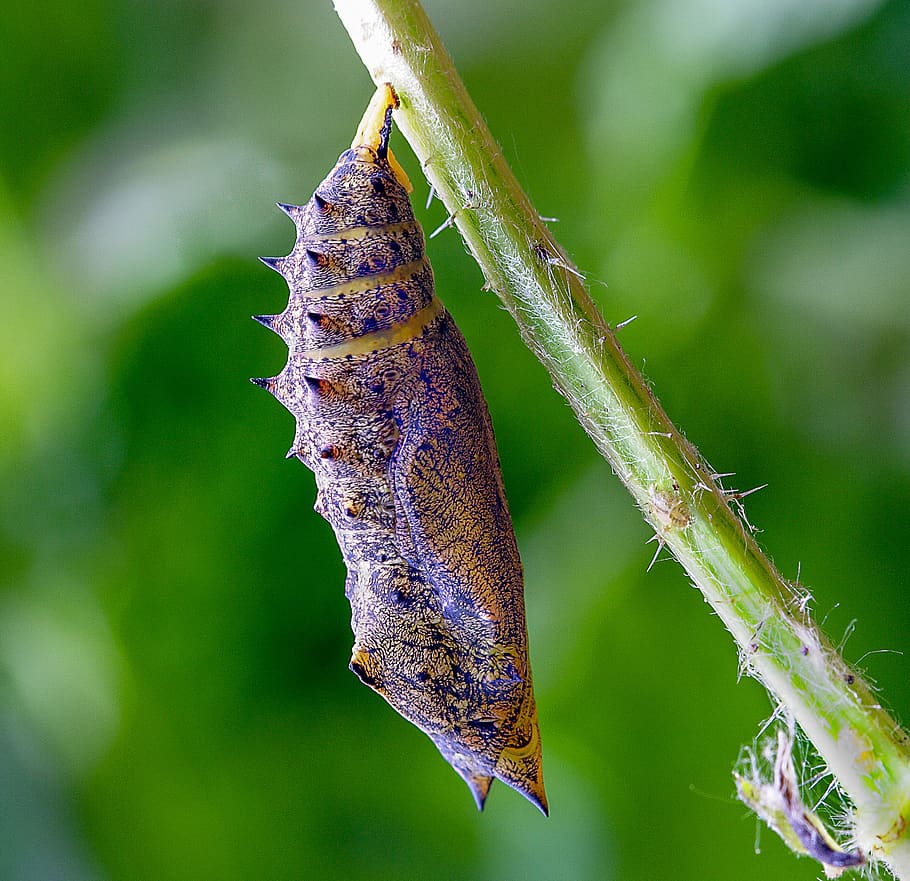 pupa, cocoon, butterfly, chrysalis, insect, wildlife, metamorphosis, nature, transform, growth
