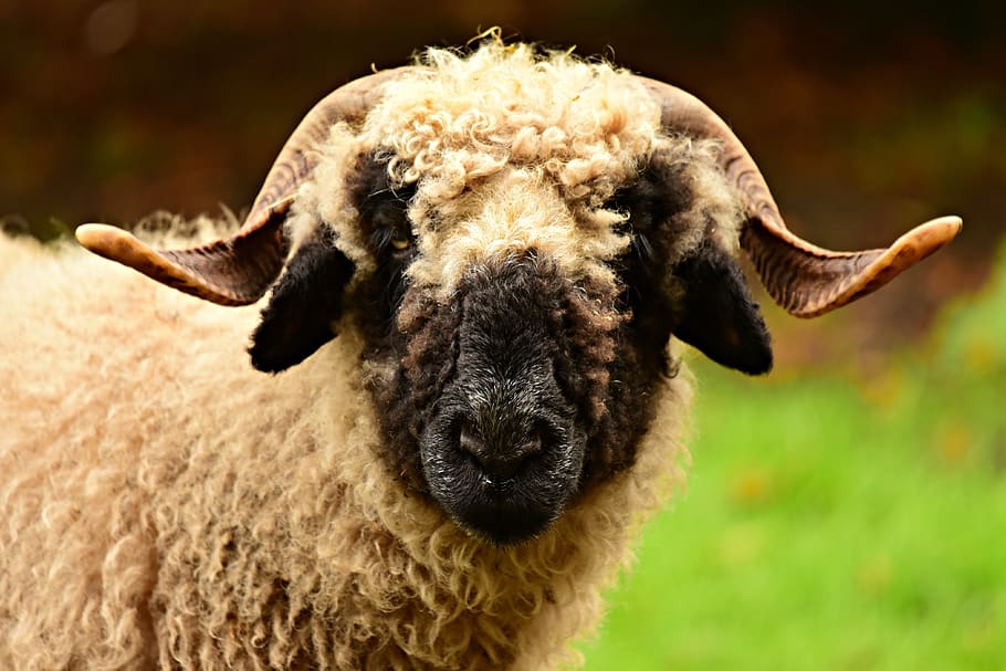 sheep, valais blacknose, animal, ruminant, mammal, horns, wool, face, animal themes, domestic animals