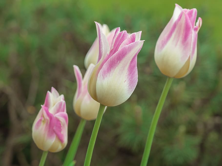 flor, tulipán, pastel, planta floreciendo, vulnerabilidad, fragilidad, planta, frescura, belleza en la naturaleza, pétalo