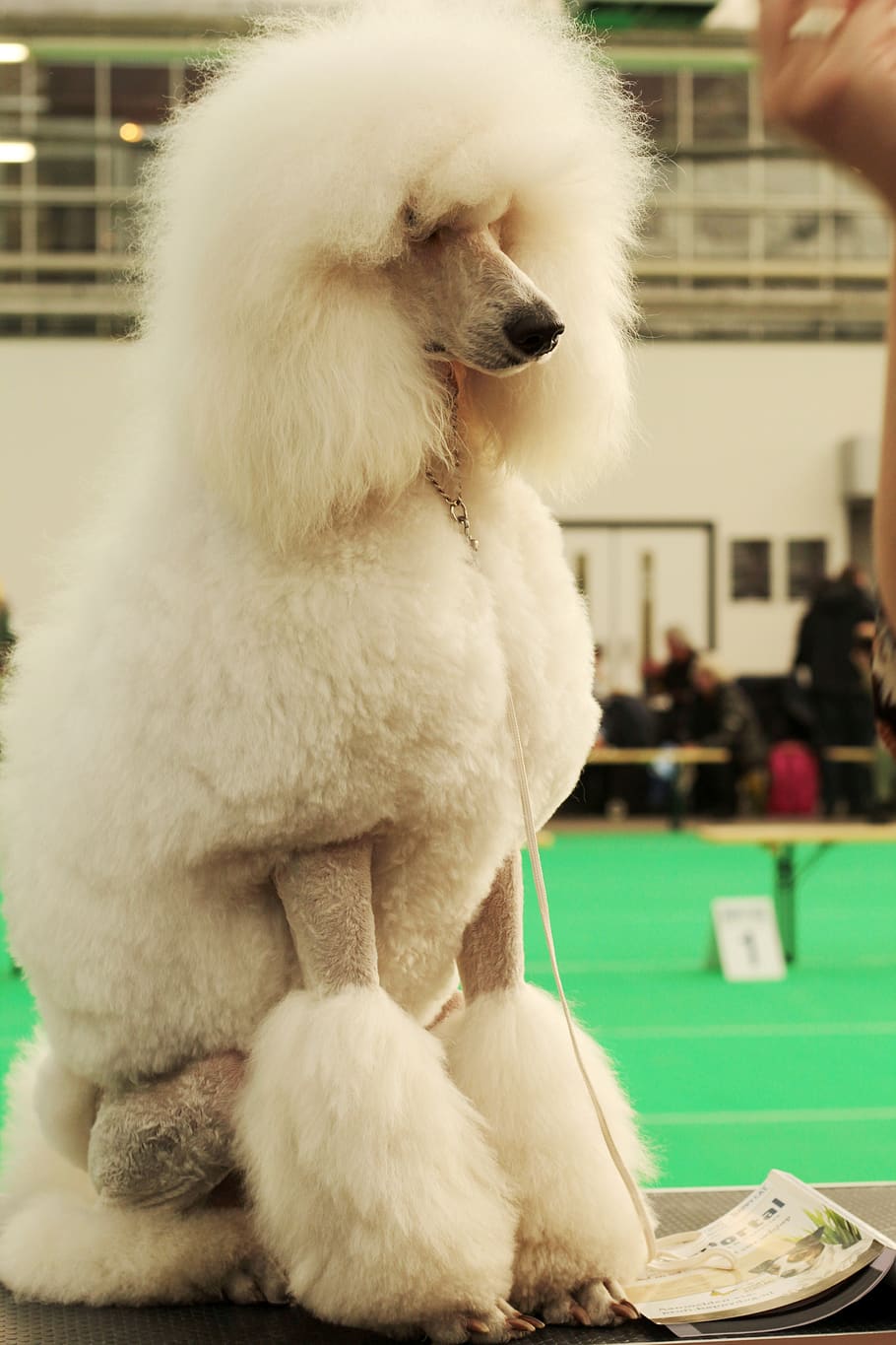 caniche grande, blanco, perro mascota, modelo, caniche, moda, barbero, recortadora, francés, mamífero