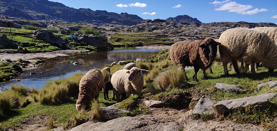 argentina, cordoba, sheeps, mountains, mammal, animal themes, mountain, animal, livestock, plant