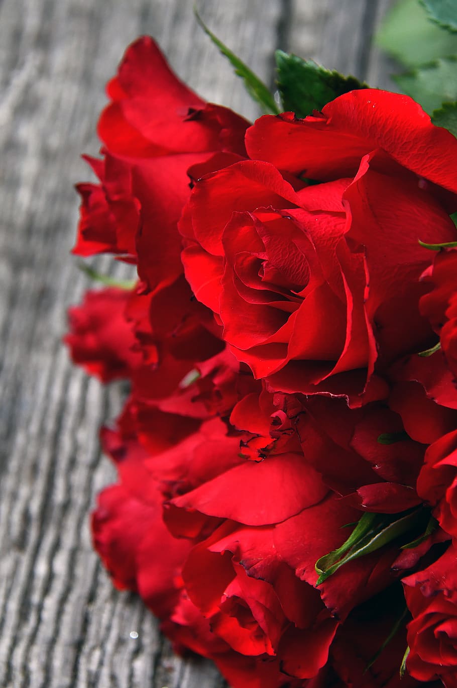 rosa roja, ramo de rosas rojas, día de san valentín, amor, romanticismo, rosa, flores, ramo, romance, floral