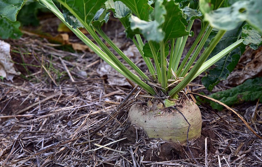 sugar beet, turnip, agriculture, vegetables, arable, nutrition, nature, food, field, autumn