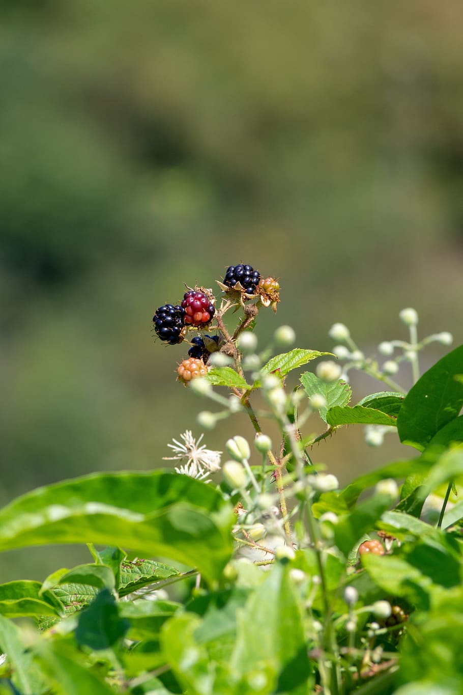 blackberry, bush, berries, leaves, bramble, fruit, immature, plant, invertebrate, insect