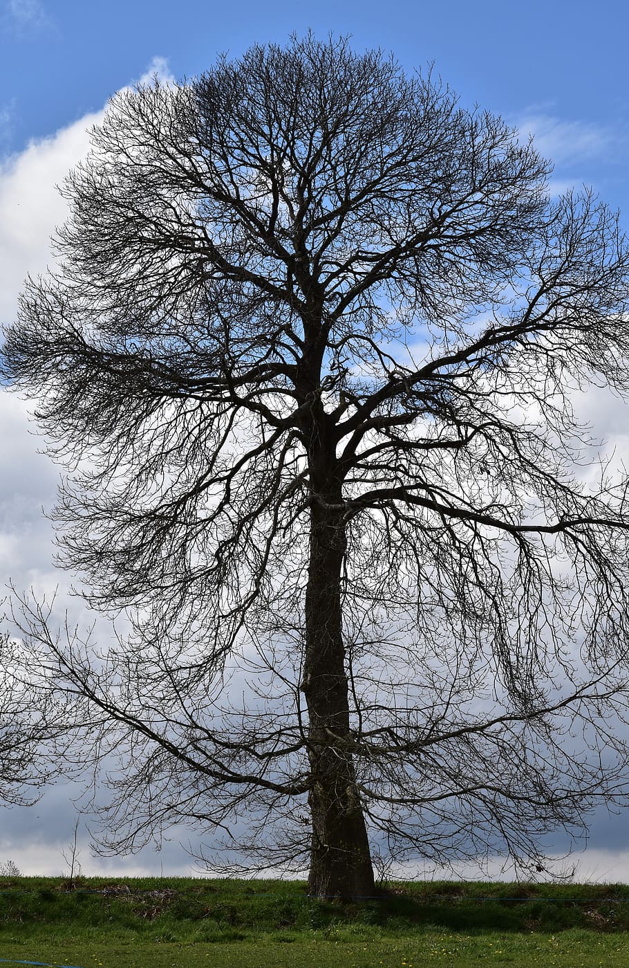 tree, chestnut, chestnut tree without leaves, nature, spring, hedgerow, sky, plant, bare tree, tranquility