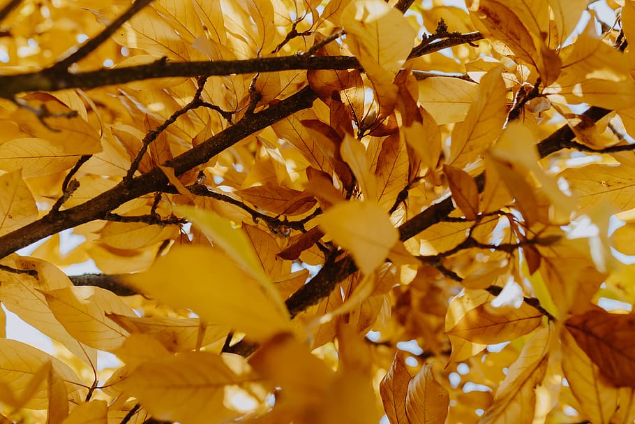 yellow, leaves, magnolia, autumn, orange, fall, nature, leaf, plant, change