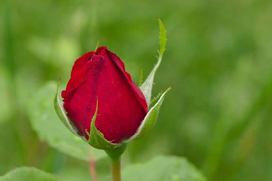 rose, freshman, red, nature, romantic, flower, beauty in nature, flowering plant, plant, vulnerability