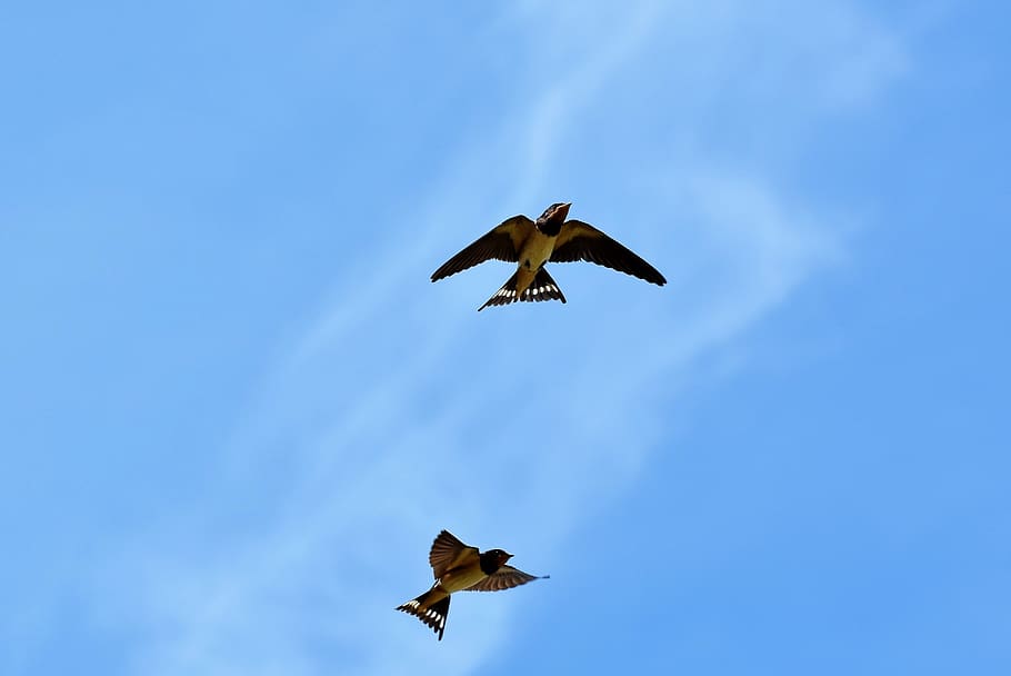swallows, songbirds, barn swallow, dovetail, bird, flying, animal, sky, wing, spread wings