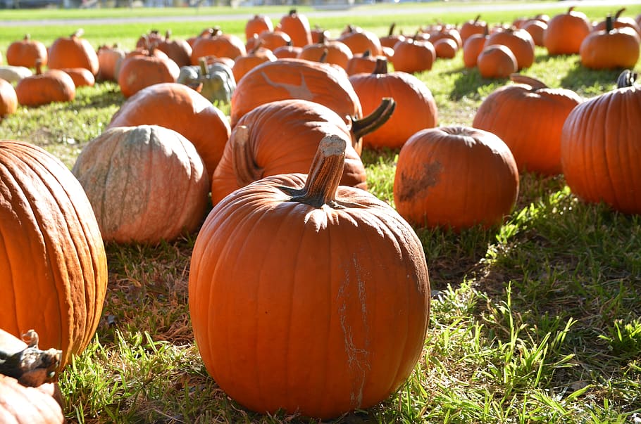 calabazas, calabazas naranjas, otoño, naranja, octubre, cosecha, calabaza, comida, comida y bebida, vegetales