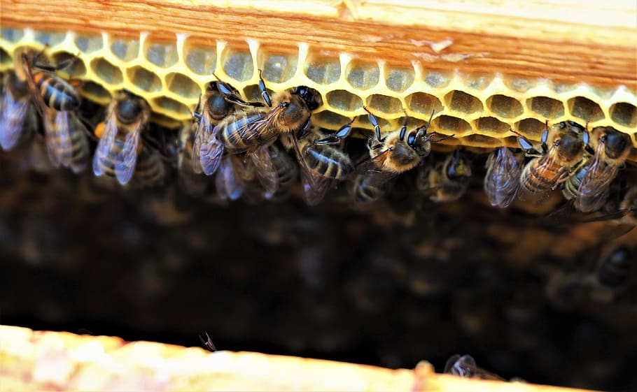 bees, hive, honey, wax, cell, insects, beekeeping, nature, macro, pollination