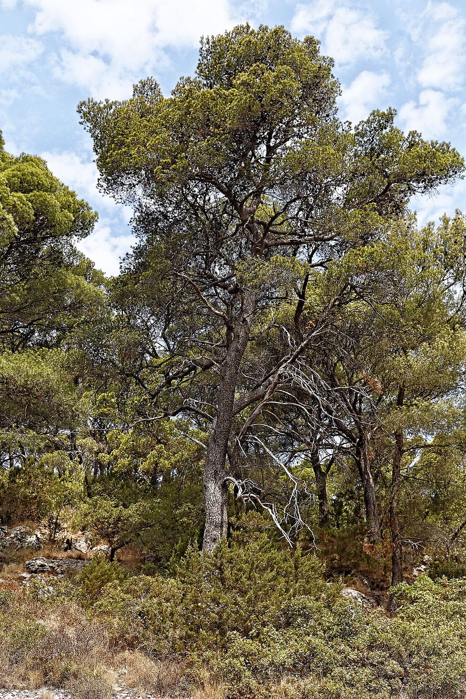 solitary pine tree, tree, pine, plant, flora, dalmatia, europe, sky, cloud - sky, beauty in nature
