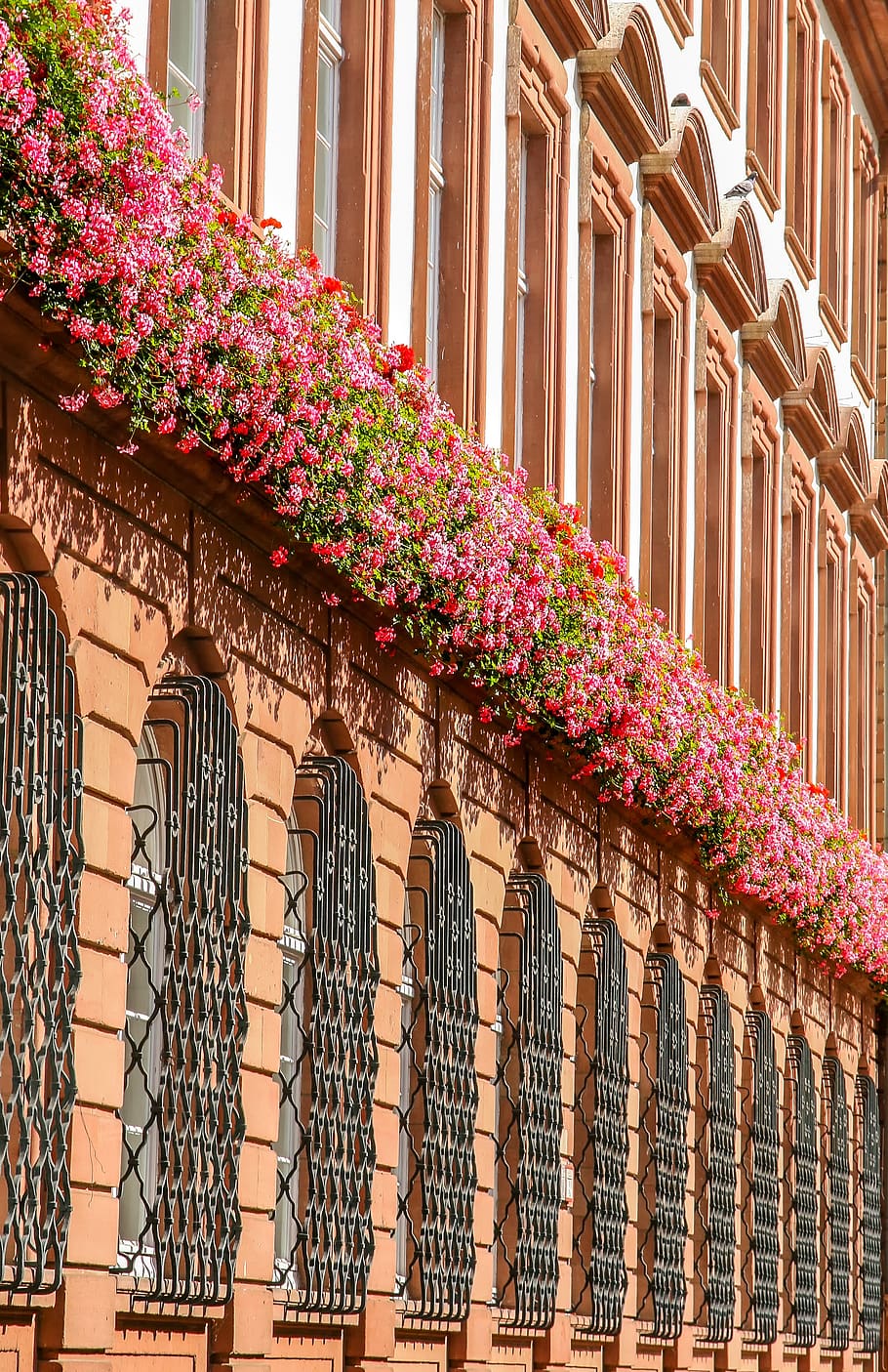 arquitectura, fachada, al aire libre, casa, edificio, flores, rosa, rojo, verde, blanco