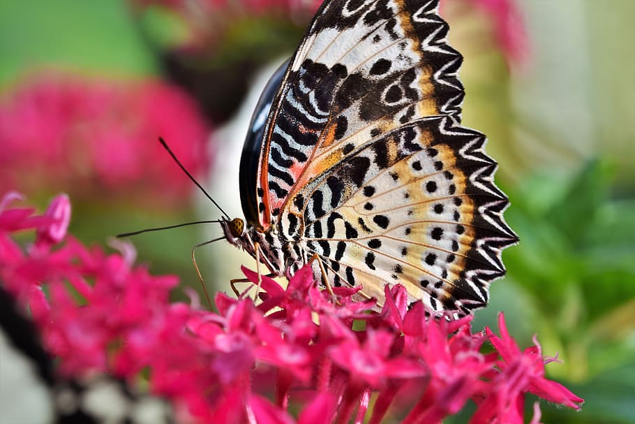 borboleta, borboleta tropical, exótico, colorido, inseto, asa, borboleta grande, borboletas tropicais, natureza, planta do jardim botânico