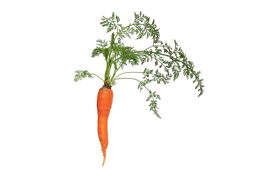 carrot, leaf, flora, nature, vegetable, plant, natural, green, agriculture, healthy