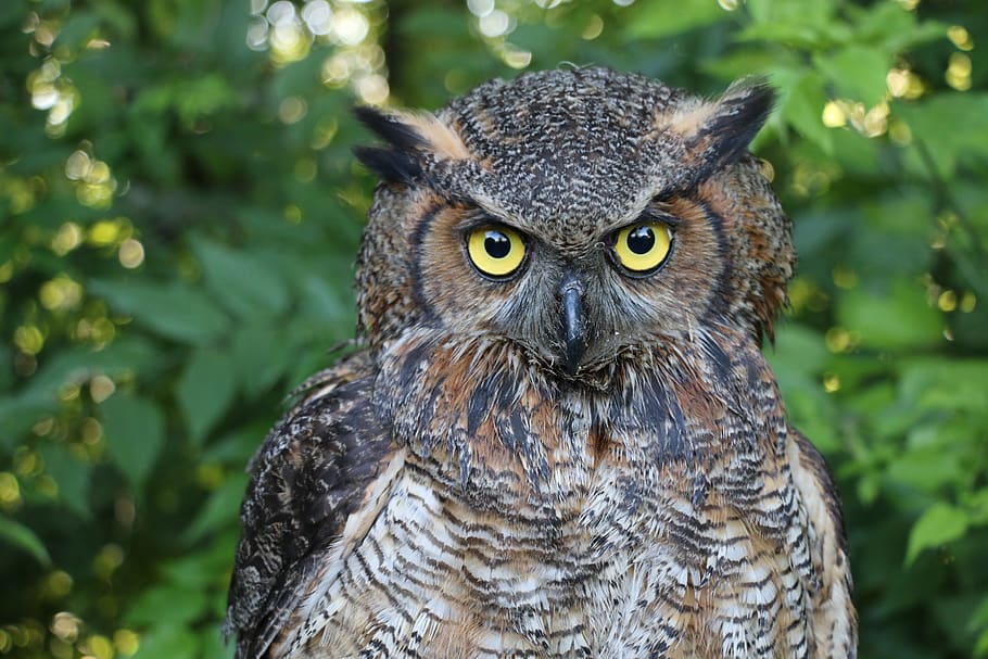 owl, great horned owl, nature, raptor, eyes, perched, bird, feathers, wildlife, stare