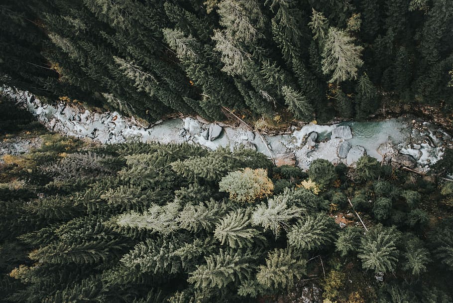drone, river, wood, nature, trees, forest, flow, cold, overhead, view