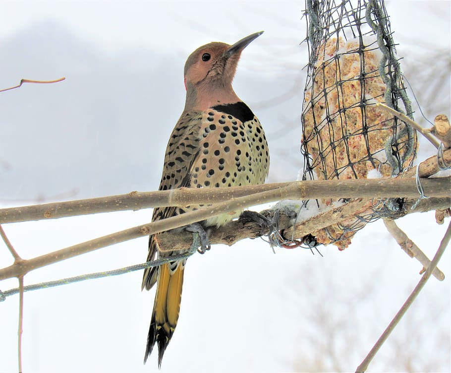 flicker woodpecker, woodpecker, eating, feeder, suet feeder, home made feeder, wild bird, bird, closeup, wildlife