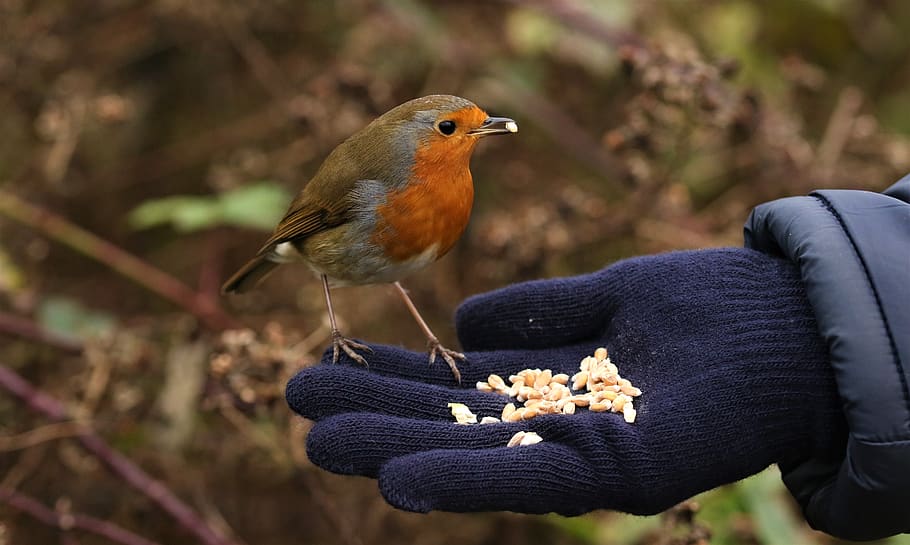 robin, nature, hand, feeding, wildlife, human body part, focus on foreground, bird, one animal, human hand